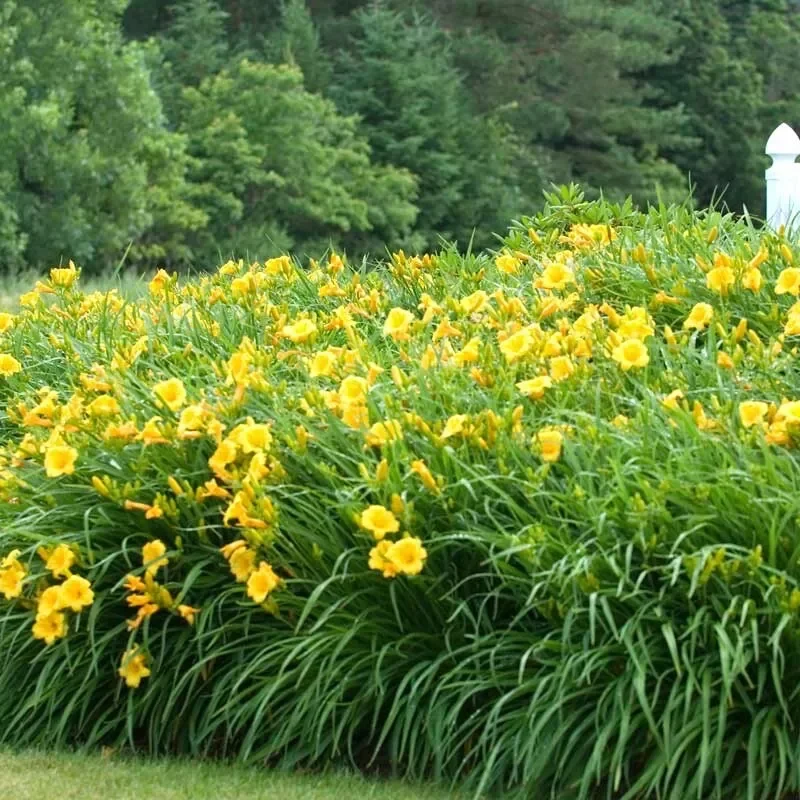 5 Stella D'Oro Daylily Bare Root Mini Border Lily Cold Hardy Perennial
