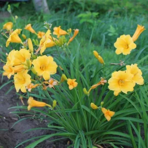 5 Stella D'Oro Daylily Bare Root Mini Border Lily Cold Hardy Perennial