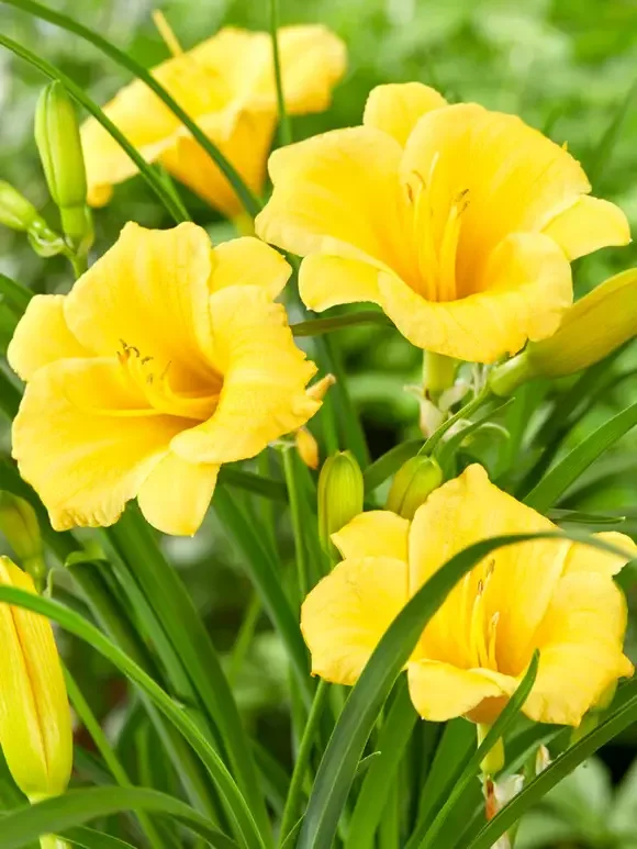 5 Stella D'Oro Daylily Bare Root Mini Border Lily Cold Hardy Perennial