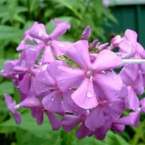 5 Sweeet William Phlox Maculata Bulbs - Premium Perennial Flower Bulbs for Garden
