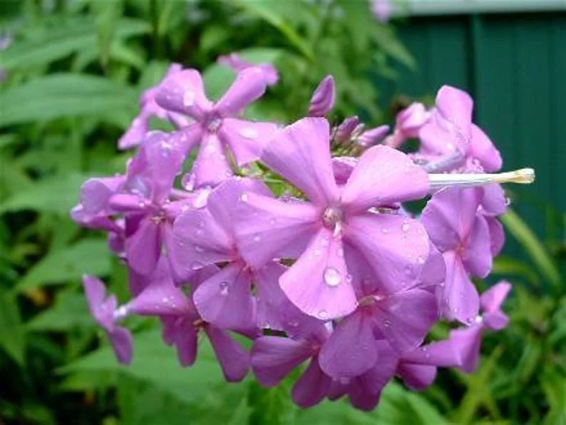 5 Sweeet William Phlox Maculata Bulbs - Premium Perennial Flower Bulbs for Garden