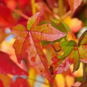 5 Sweet Gum Bareroot Seedlings 6-18” - Fast-Growing Ornamental Tree