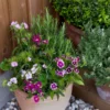 5 Sweet William Phlox Maculata Bulbs - Premium Perennial Flower Bulbs for Garden