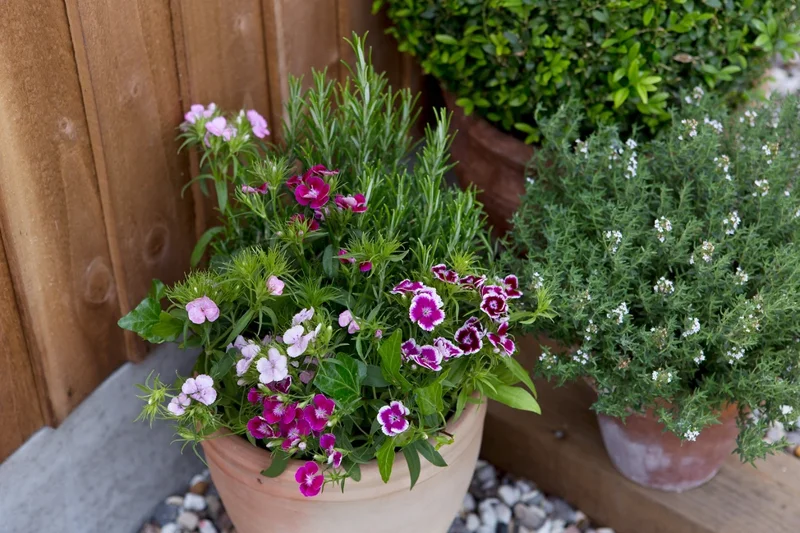 5 Sweet William Phlox Maculata Bulbs - Premium Perennial Flower Bulbs for Garden