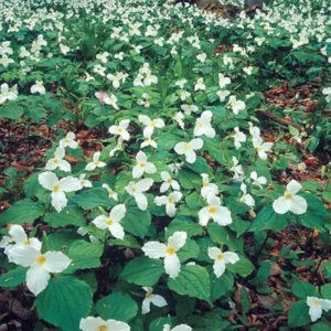 5 Trillium White Bulbs - White Wakerobin - Premium Perennial Wildflower