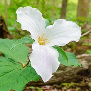 5 Trillium White Bulbs - White Wakerobin - Premium Perennial Wildflower