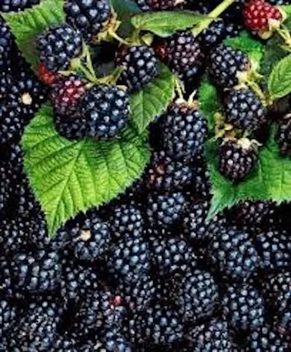5 Triple Crown Blackberry Plants Thornless Edible Fruit - High Yield