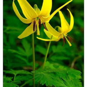 5 Trout Lily Bulbs | Erythronium Americanum | Spring Blooms | Native Perennial