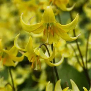 5 Trout Lily Bulbs | Erythronium Americanum | Spring Blooms | Native Perennial