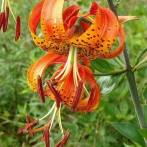 5 Turk's Cap Lily Bulb (Lilium Superbum) – Orange Flower Bulb, 5-6 Inches, Late Season Blooms