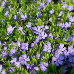 5 Vinca Vine Periwinkle Bare-root 3-6