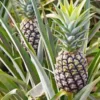 5 White Jade Pineapple Starter Plant - Sweet Edible Fruit, Ananas comosus