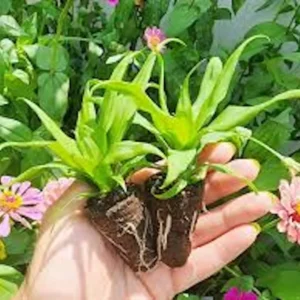 5 White Jade Pineapple Starter Plant - Sweet Edible Fruit, Ananas comosus