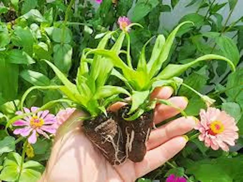 5 White Jade Pineapple Starter Plant - Sweet Edible Fruit, Ananas comosus