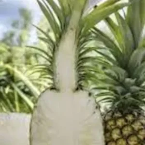 5 White Jade Pineapple Starter Plant - Sweet Edible Fruit, Ananas comosus
