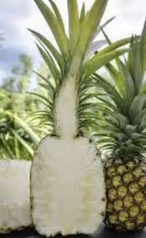 5 White Jade Pineapple Starter Plant - Sweet Edible Fruit, Ananas comosus