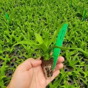 5 White Jade Pineapple Starter Plant - Sweet Edible Fruit, Ananas comosus