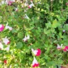 5 White Pink Salvia Plants - Live Sage Flowers - 4-Inch Pot - Perennials