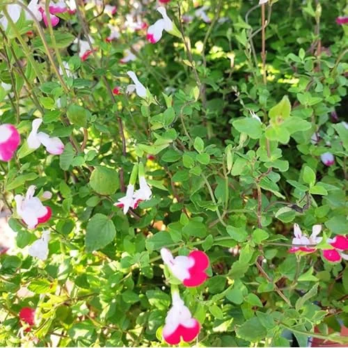 5 White Pink Salvia Plants - Live Sage Flowers - 4-Inch Pot - Perennials