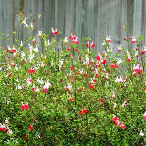 5 White Pink Salvia Plants - Live Sage Flowers - 4-Inch Pot - Perennials