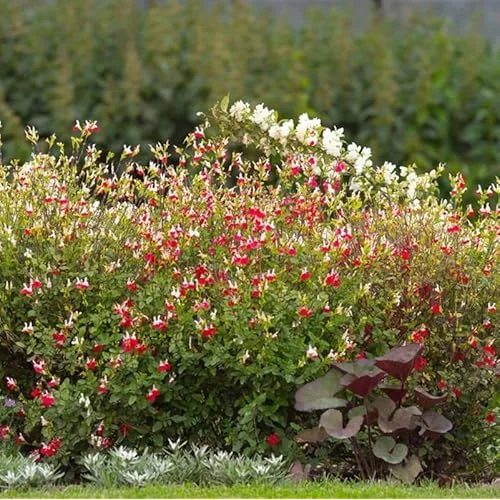5 White Pink Salvia Plants - Live Sage Flowers - 4-Inch Pot - Perennials