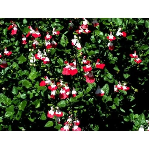 5 White Pink Salvia Plants - Live Sage Flowers - 4-Inch Pot - Perennials