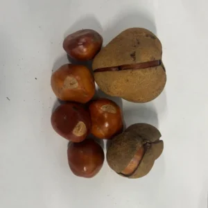 5 Yellow Buckeye Tree Seeds Aesculus Octandra - Fast-Growing Shade Tree
