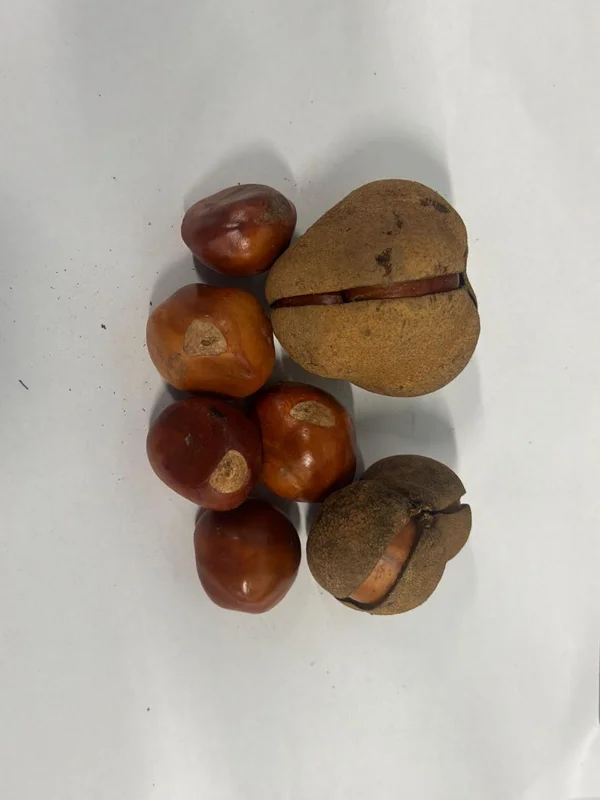 5 Yellow Buckeye Tree Seeds Aesculus Octandra - Fast-Growing Shade Tree