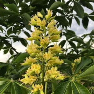 5 Yellow Buckeye Tree Seeds Aesculus Octandra - Fast-Growing Shade Tree