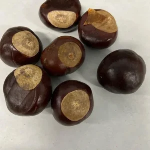 5 Yellow Buckeye Tree Seeds Aesculus Octandra - Fast-Growing Shade Tree