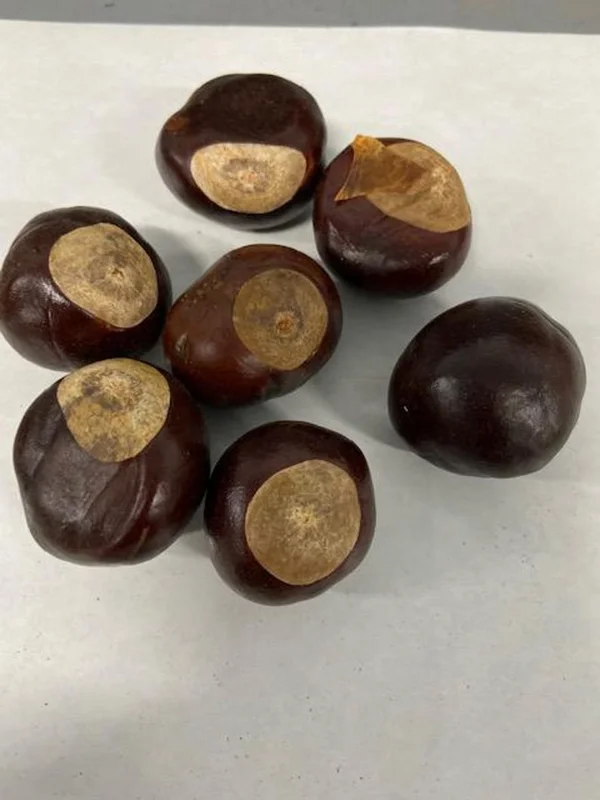 5 Yellow Buckeye Tree Seeds Aesculus Octandra - Fast-Growing Shade Tree