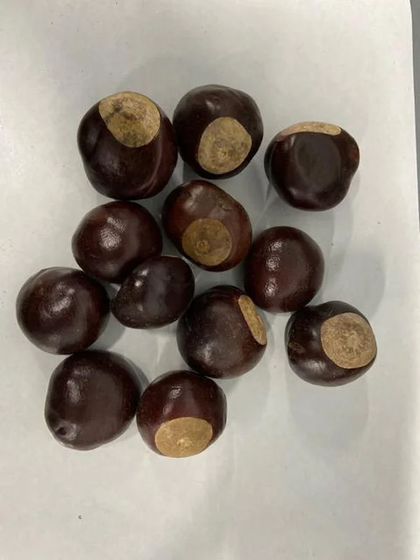 5 Yellow Buckeye Tree Seeds Aesculus Octandra - Fast-Growing Shade Tree
