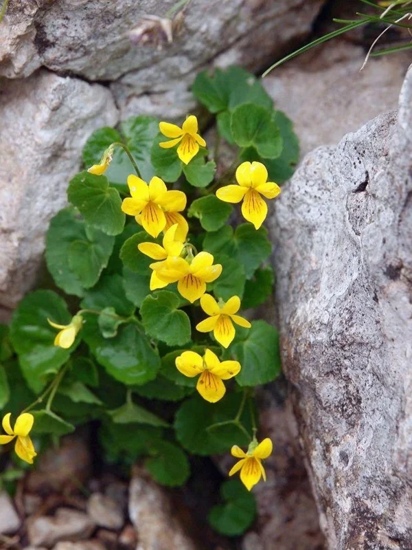 5 Yellow Violets Bare-root - 4-24 Inches - Yellow - Native Wildflower for Shade Gardens