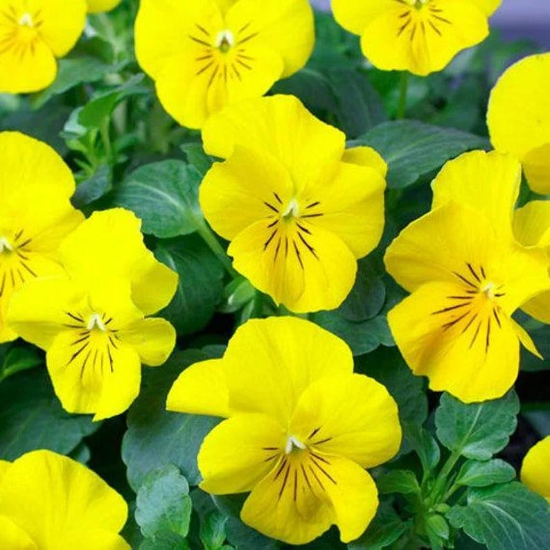 5 Yellow Violets Bare-root - 4-24 Inches - Yellow - Native Wildflower for Shade Gardens
