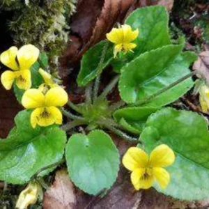 5 Yellow Violets Bare-root - 4-24 Inches - Yellow - Native Wildflower for Shade Gardens