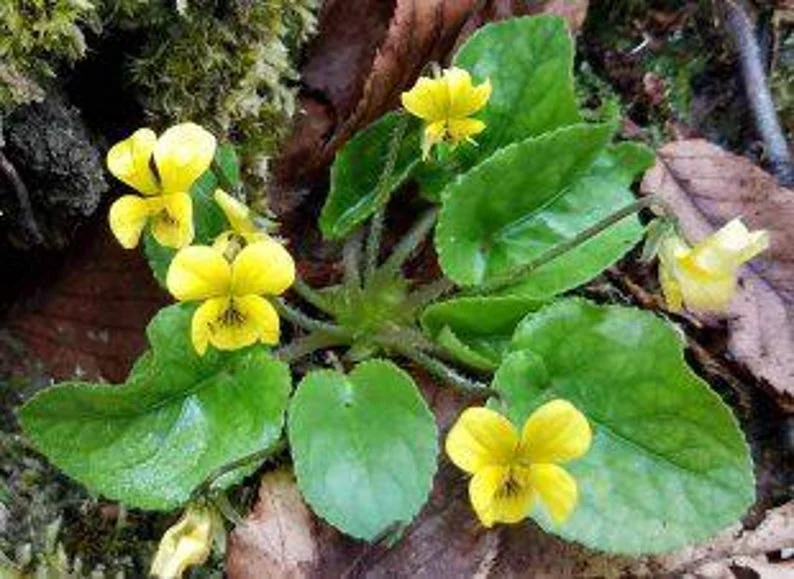 5 Yellow Violets Bare-root - 4-24 Inches - Yellow - Native Wildflower for Shade Gardens