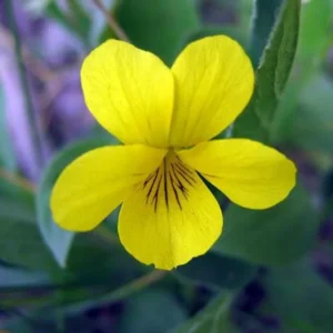 5 Yellow Violets Bare-root - 4-24 Inches - Yellow - Native Wildflower for Shade Gardens