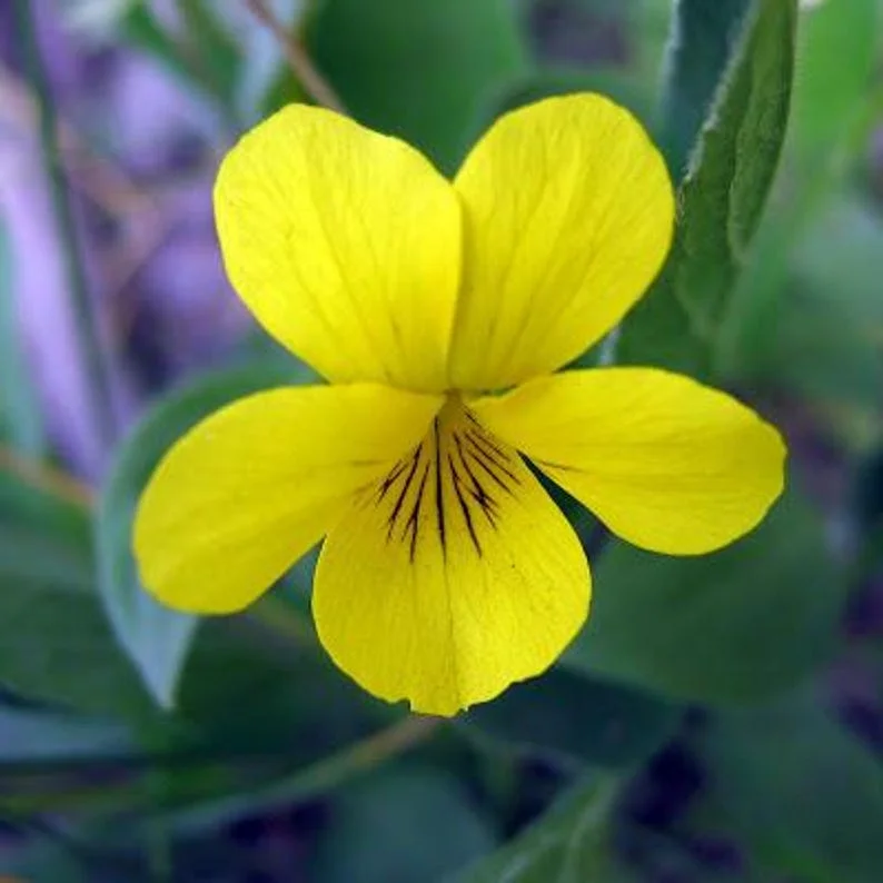 5 Yellow Violets Bare-root - 4-24 Inches - Yellow - Native Wildflower for Shade Gardens
