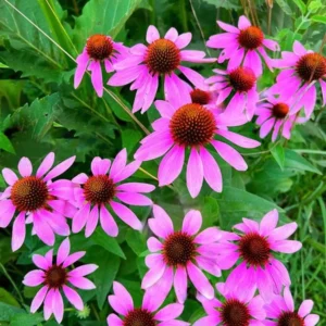 50 Purple Coneflower Echinacea Plants Roots, Hot Pink Blooms, Perennial, Pollinator-Friendly