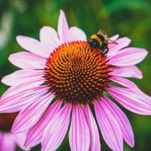 50 Purple Coneflower Echinacea Plants Roots, Hot Pink Blooms, Perennial, Pollinator-Friendly