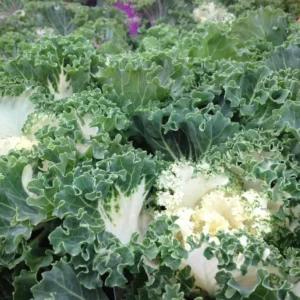 1 Pot Ornamental Cabbages (White) Plant Live for Planting 3-6