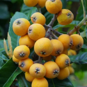 Yellow Loquat Tree Live Plant – Sweet Loquat Plant Golden Loquat Plant Japanese Plum Fruit 5-8 Inch Tall (1)