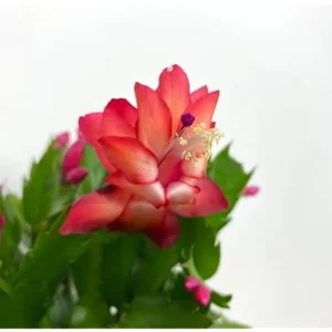 6 Assorted Christmas Cactus Plants - 4 to 6 Inch Live Schlumbergera - Vibrant Colors