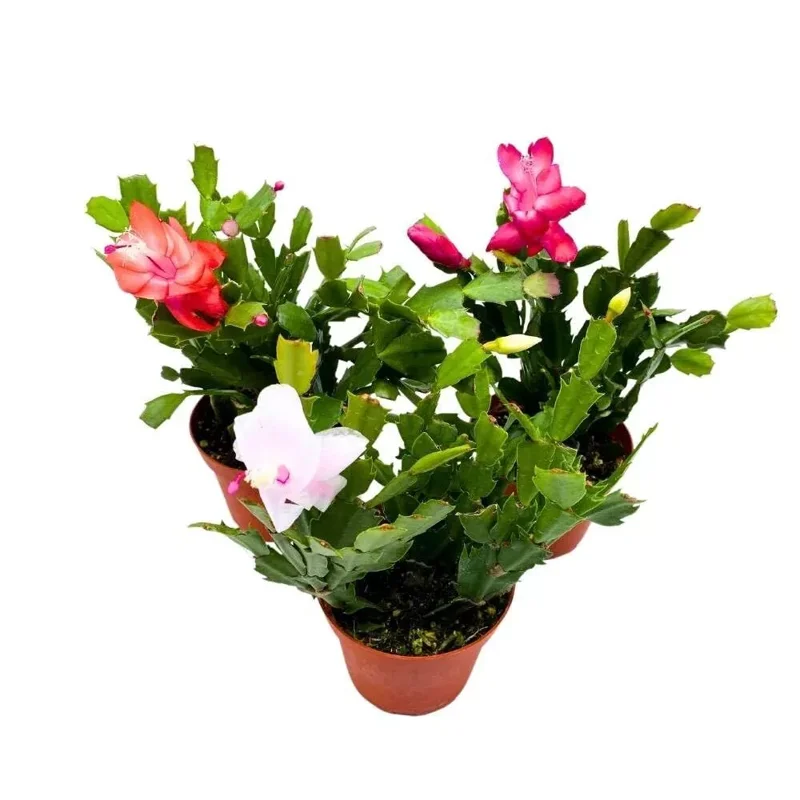 6 Assorted Christmas Cactus Plants - 4 to 6 Inch Live Schlumbergera - Vibrant Colors