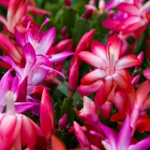 6 Assorted Christmas Cactus Plants - 4 to 6 Inch Live Schlumbergera - Vibrant Colors