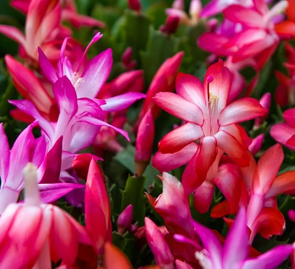6 Assorted Christmas Cactus Plants - 4 to 6 Inch Live Schlumbergera - Vibrant Colors