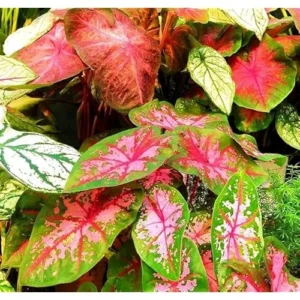 6 Caladium Bulbs - Mixed Pink Color - Vibrant Shade-Loving Tuber