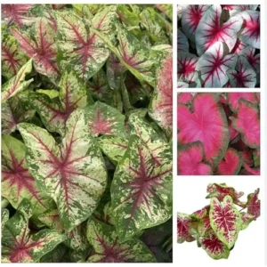 6 Caladium Bulbs for Planting - Mixed Red Color - Vibrant Tuber Perennials