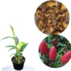 6 Fresh Red Shampoo Ginger Bare Roots - Awapuhi Wild Ginger - Well Rooted