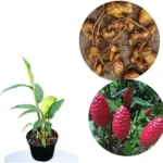 6 Fresh Red Shampoo Ginger Bare Roots - Awapuhi Wild Ginger - Well Rooted